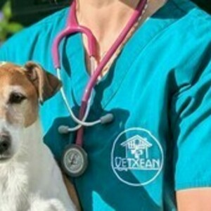 Vetxean vétérinaire à domicile Halsou, Entreprise locale