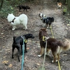 Human Dog Harmony Rueil-Malmaison, Entreprise locale