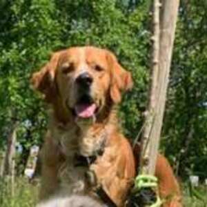 patouche'éducation Canet, Entreprise locale