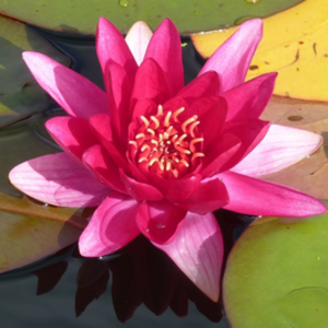 François Le Masne  Le Vernet, Entreprise locale