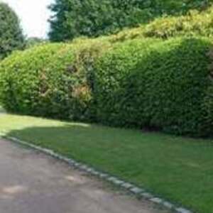 Sicler espaces verts Décines-Charpieu, Entreprise locale