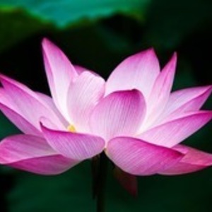 Ayur by Flo Bures-sur-Yvette, Entreprise locale