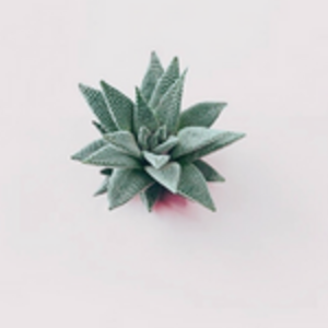 The Indigo Cactus. Nancy, Agence marketing, Agence web, Consultant, Création de site internet, Web