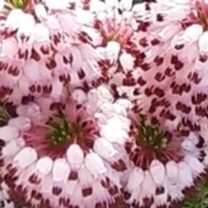 Marie Infantino Millau, Entreprise locale