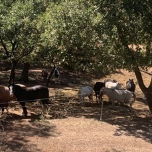 Stephanie Gruchet Cabris, Entreprise locale