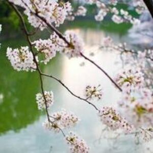 Martine Briault - Kinésiologue Paris 15, Entreprise locale