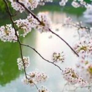 Martine Briault - Kinésiologue Paris 14, Entreprise locale