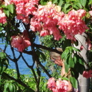 holidaysguadeloupe-courbet Sainte-Rose, Entreprise locale