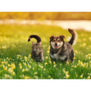 ANIMAL VOX AVOCATS La Rochelle, Entreprise locale
